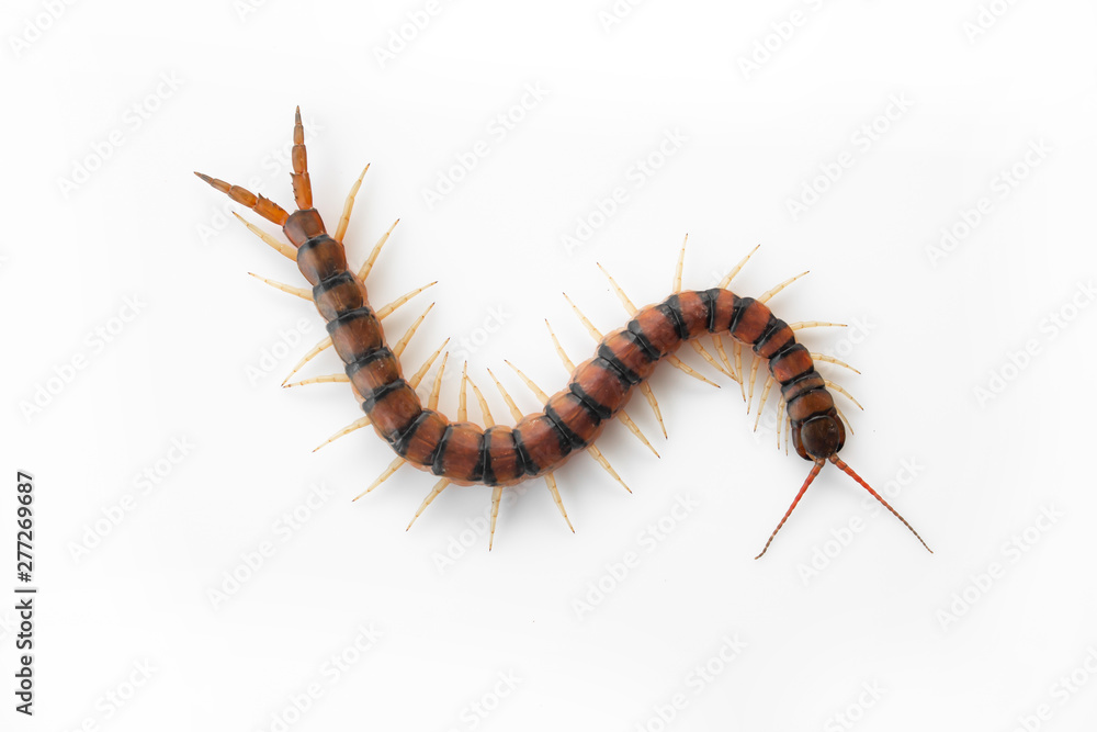 Fototapeta premium Centipedes on white background. Chilopoda from nature.