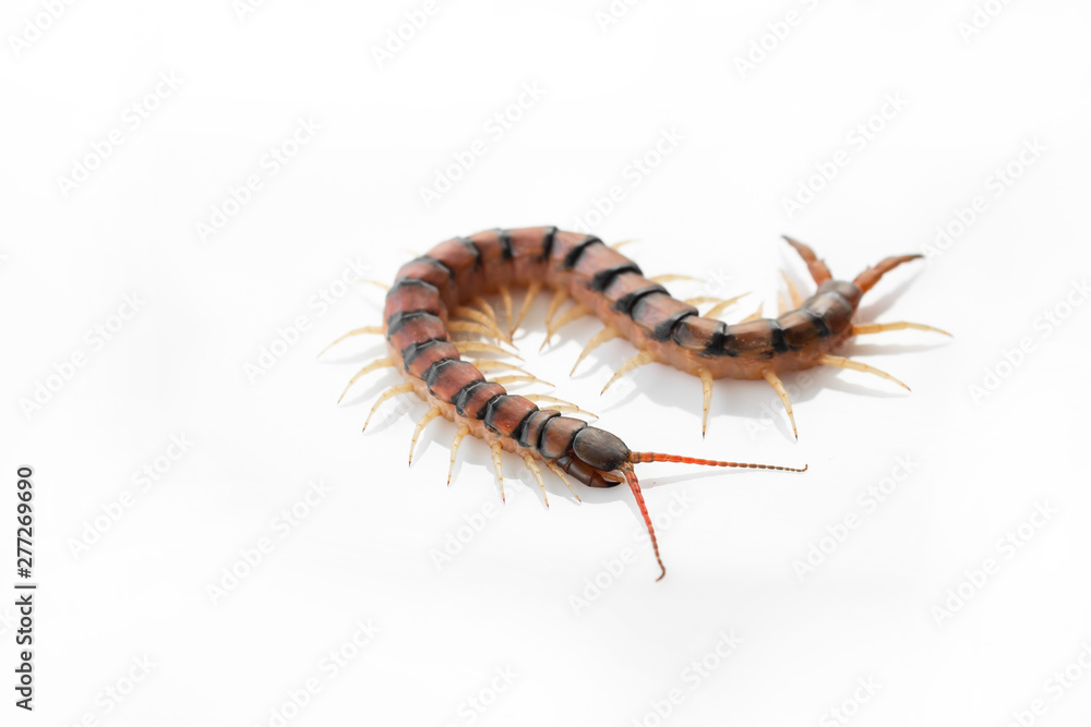 Centipedes on white background. Chilopoda from nature. Centipedes on white background. Chilopoda from nature.