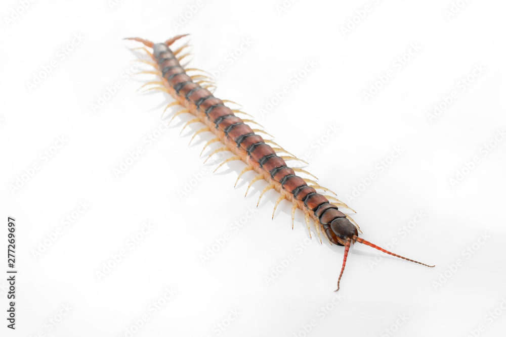 Centipedes on white background. Chilopoda from nature. Centipedes on white background. Chilopoda from nature.