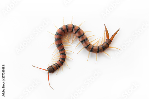 Centipedes on white background. Chilopoda from nature.