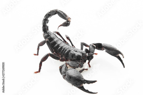 Scorpion on white background, poisonous sting at the end of its jointed tail, which it can hold curved over the back. Most kinds live in tropical and subtropical areas. © ooddysmile