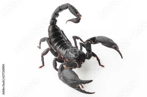 Scorpion on white background, poisonous sting at the end of its jointed tail, which it can hold curved over the back. Most kinds live in tropical and subtropical areas. © ooddysmile
