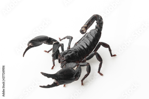 Scorpion on white background, poisonous sting at the end of its jointed tail, which it can hold curved over the back. Most kinds live in tropical and subtropical areas.