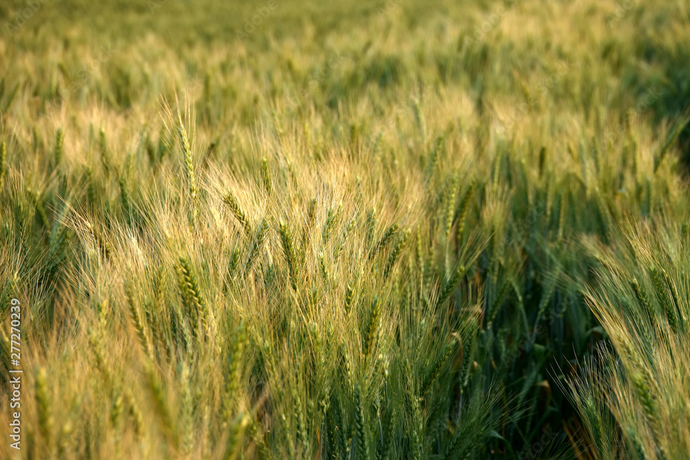close up agricultural background image from shiny wheat field under sunlight close up agricultural background image from shiny wheat field under sunlight