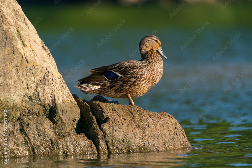 Female Mallard Duck on a Rock Female Mallard Duck on a Rock