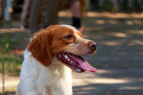 Dog breed Breton Spaniel