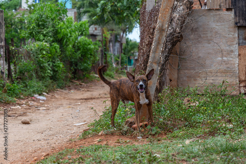 Homeless Street dog relaxing in a shade during a hot and sunny day. Taken in a small Cuban Town  Trinidad  Cuba.