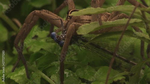 Wolfspider captures damselfly 1213 5 photo