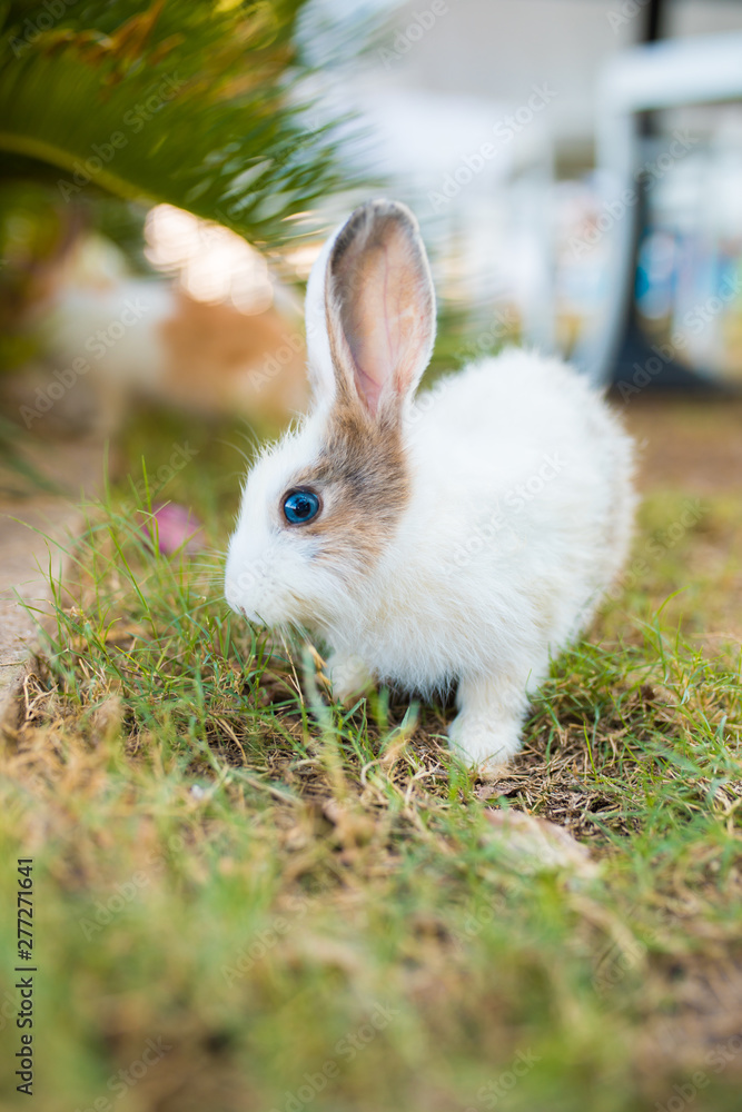Cute little white rabbit on green grass or meadow. Cute little white rabbit on green grass or meadow.