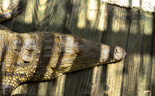 Crocodile on Wood  photo