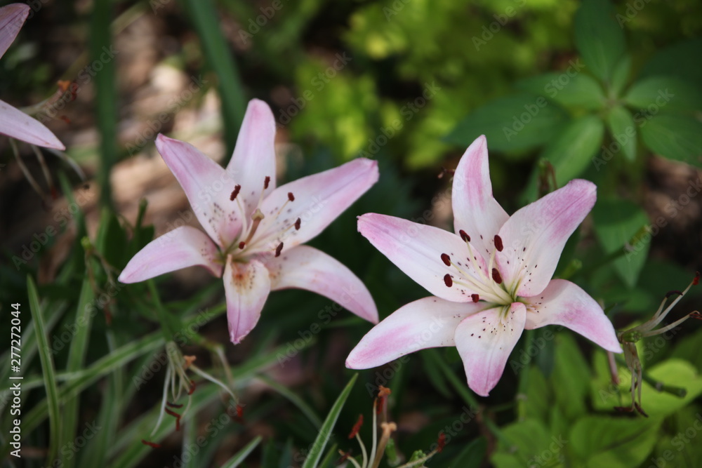 pink lily on green background pink lily on green background