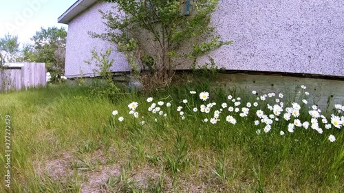 Daisies in the grass blowing around in the wind. photo