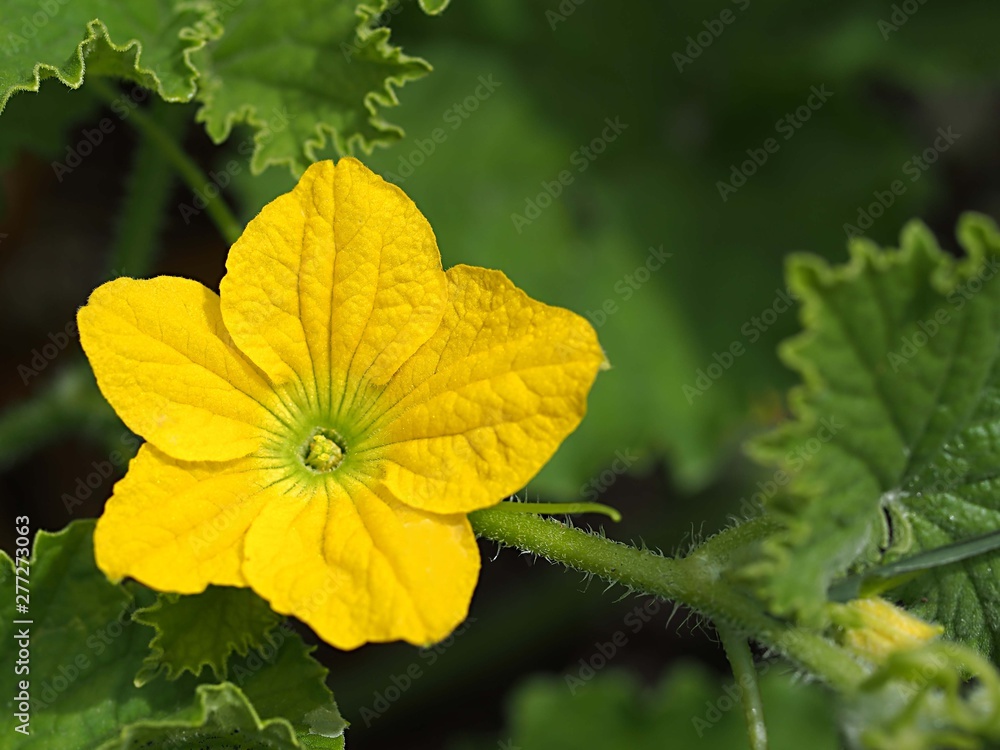 クロウリの雄花 クロウリの雄花
