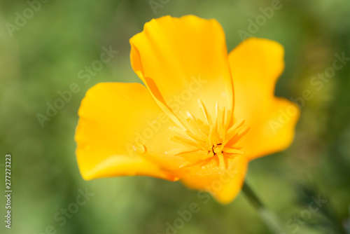 Close up of a yellow Californian poppy flower.