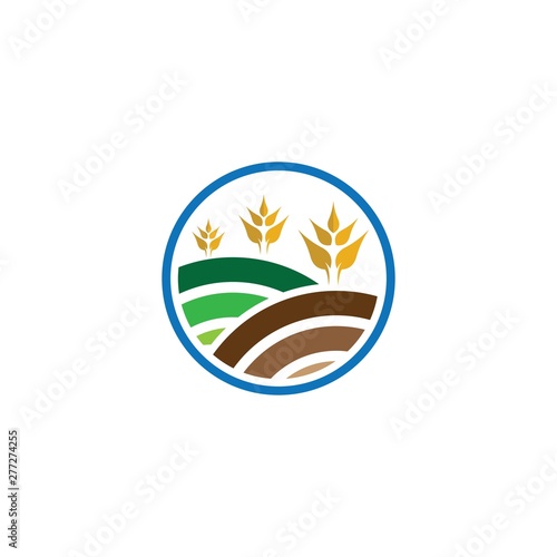 Fototapeta Naklejka Na Ścianę i Meble -  Agriculture wheat logo template vector icon