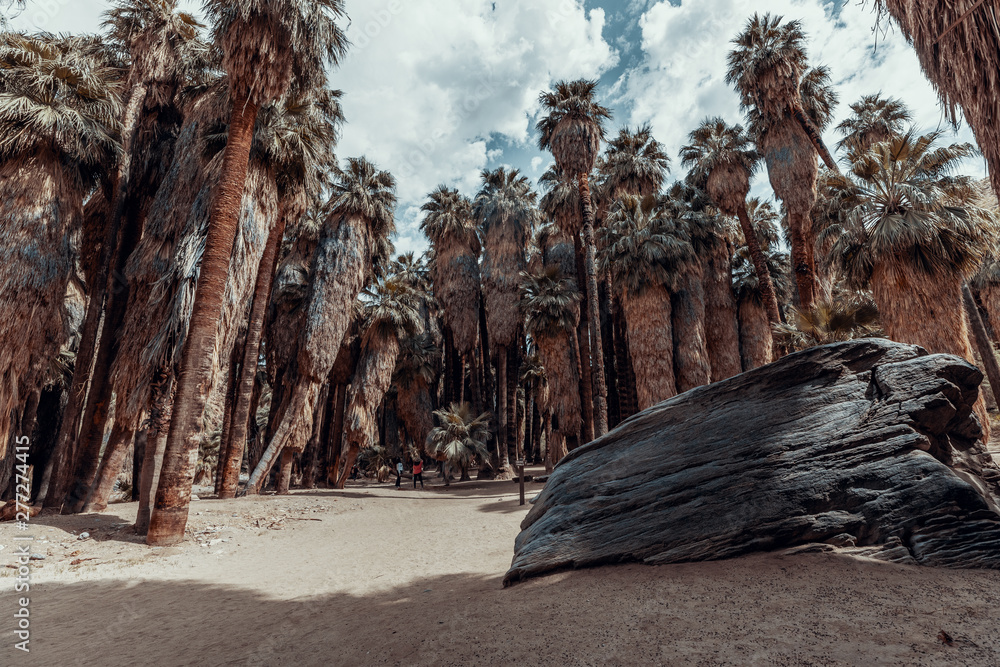 a palm forest in the middle of an oasis in Palm Springs, a palm forest in the middle of an oasis in Palm Springs,