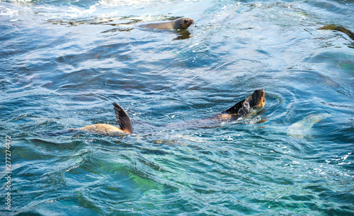 Seal watching activity. Fur Seals swimming in the sea nearly Seal rocks of Phillip Island  home to more than 25 000 fur seals. One of the largest colonies in Australia. 