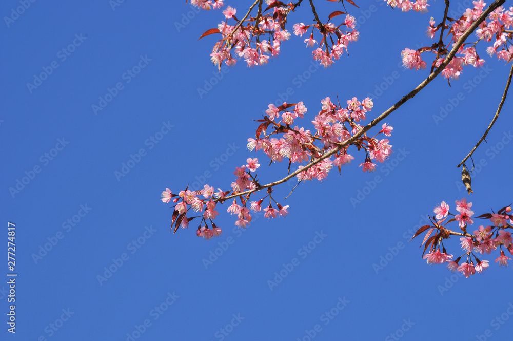 pink cherry blossom with clear blue sky in sunny day pink cherry blossom with clear blue sky in sunny day
