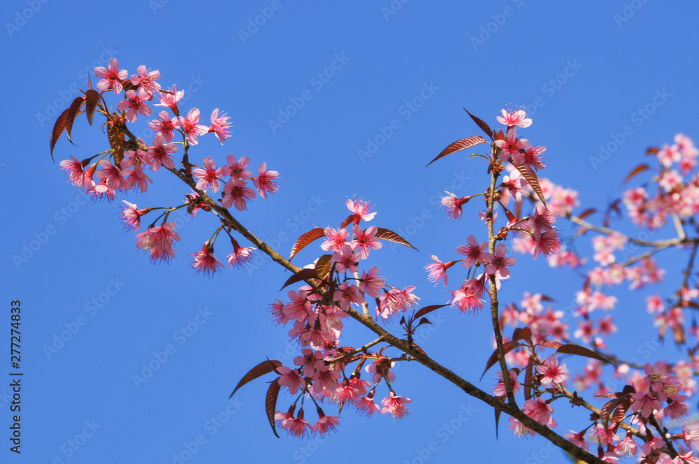 pink cherry blossom with clear blue sky in sunny day pink cherry blossom with clear blue sky in sunny day