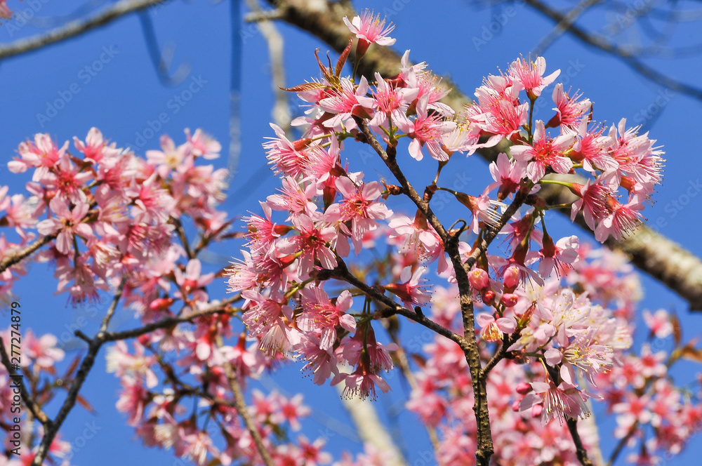 pink cherry blossom with clear blue sky in sunny day pink cherry blossom with clear blue sky in sunny day