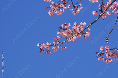 pink cherry blossom with clear blue sky in sunny day