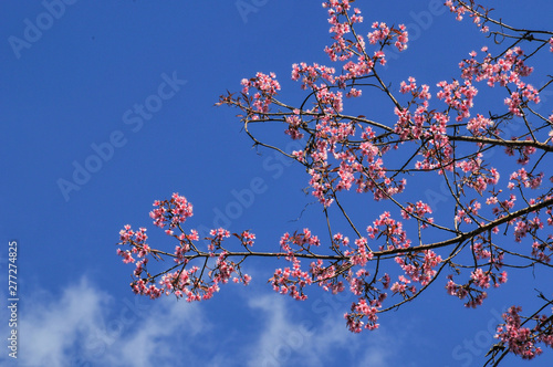 pink cherry blossom with clear blue sky in sunny day
