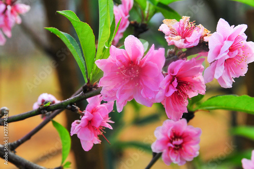 pink cherry blossom with clear blue sky in sunny day