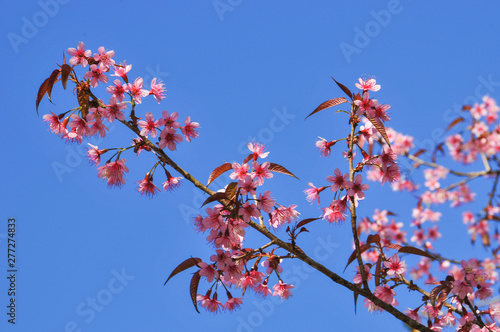 pink cherry blossom with clear blue sky in sunny day