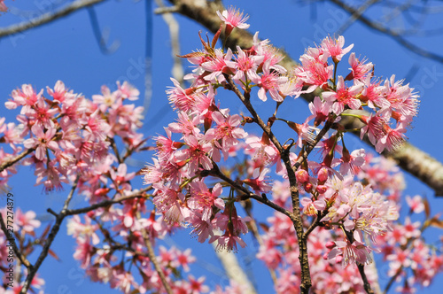 pink cherry blossom with clear blue sky in sunny day