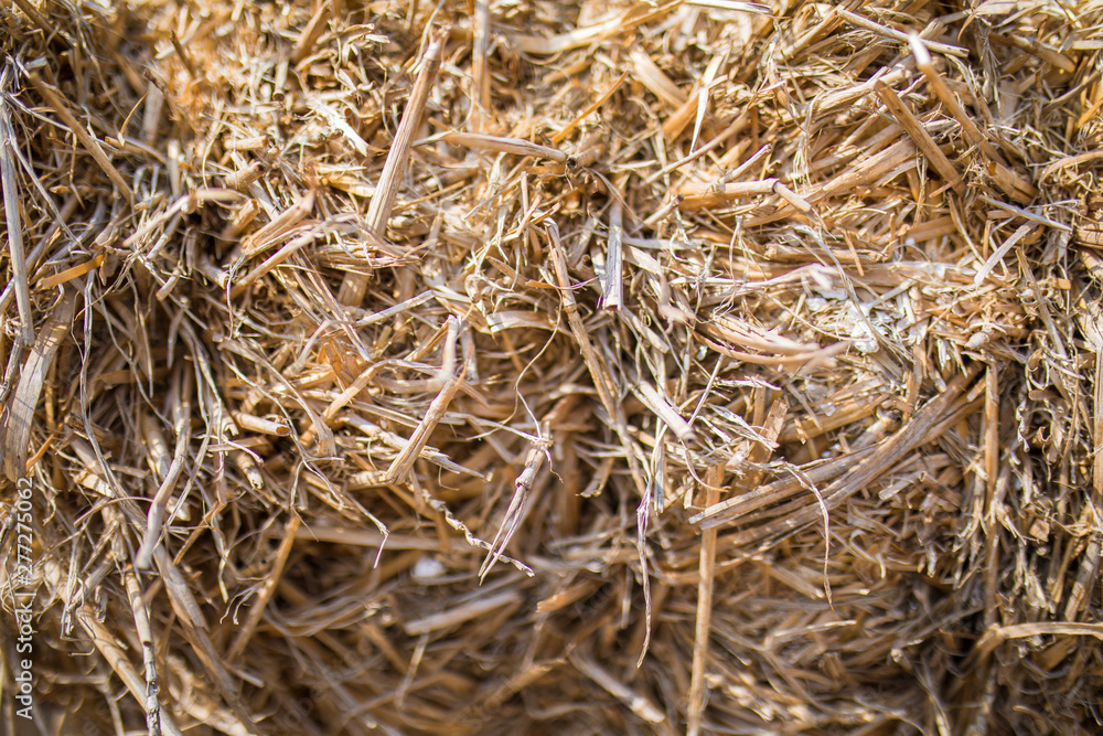 Hay or dry straw texture surface background. Dry straw or reeds texture. Straw or hay bale texture background as an agriculture farm and farming symbol of harvest time.