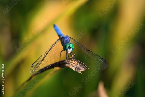 This epic macro image capture shows a front view of a beautiful blue dragonfly sitting on a plant, extremely close up and detailed.
