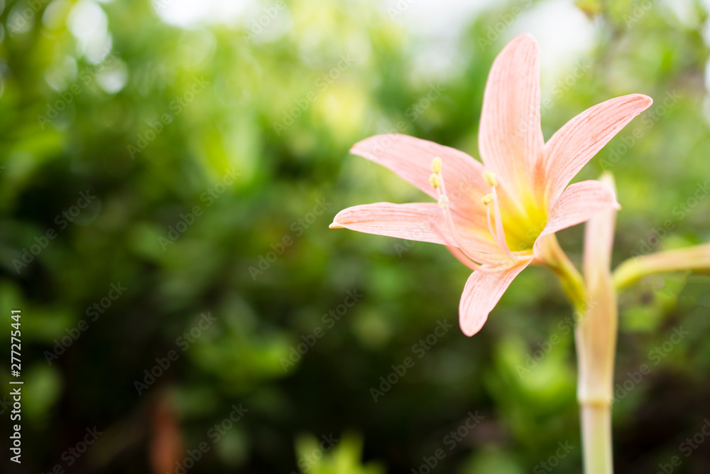 Fototapeta premium Pink Flower and green leaf Background