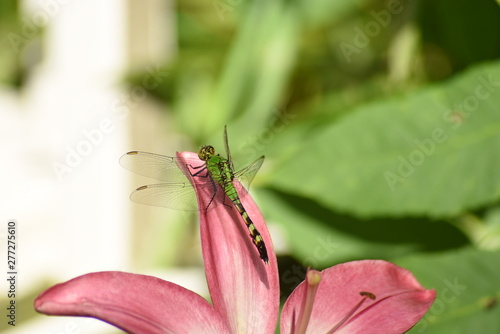 Dragonfly on Lily