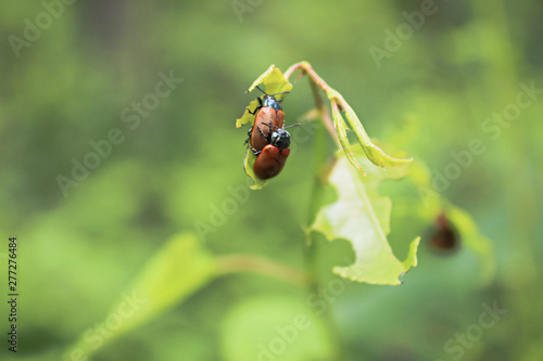Two Aspen Leaf Beetles mating with leaves in the background