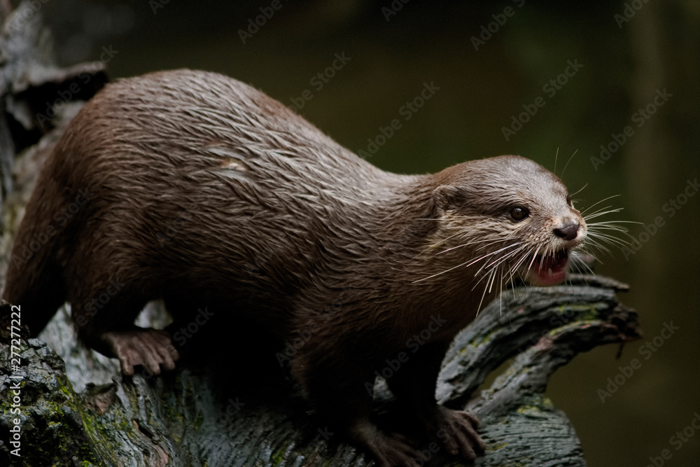 Otter at feeding time in Australia Otter at feeding time in Australia