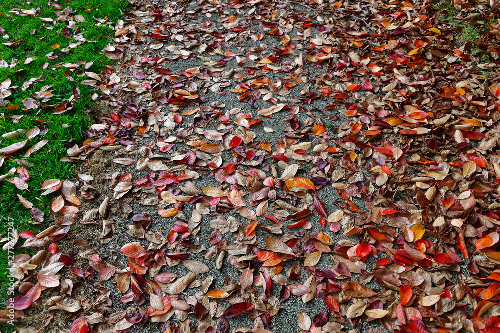 Time to rake the path, colourful autumn leaves sit on the path Time to rake the path, colourful autumn leaves sit on the path