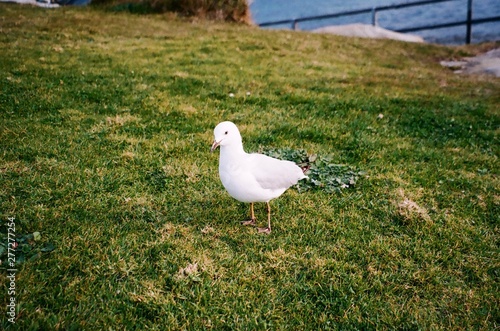 very white seaull on the grass photo