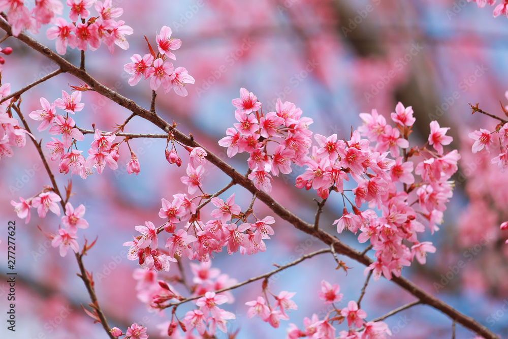 Obraz premium Soft focus, beautiful Wild Himalayan Cherry blossom, Prunus cerasoides in Thailand,