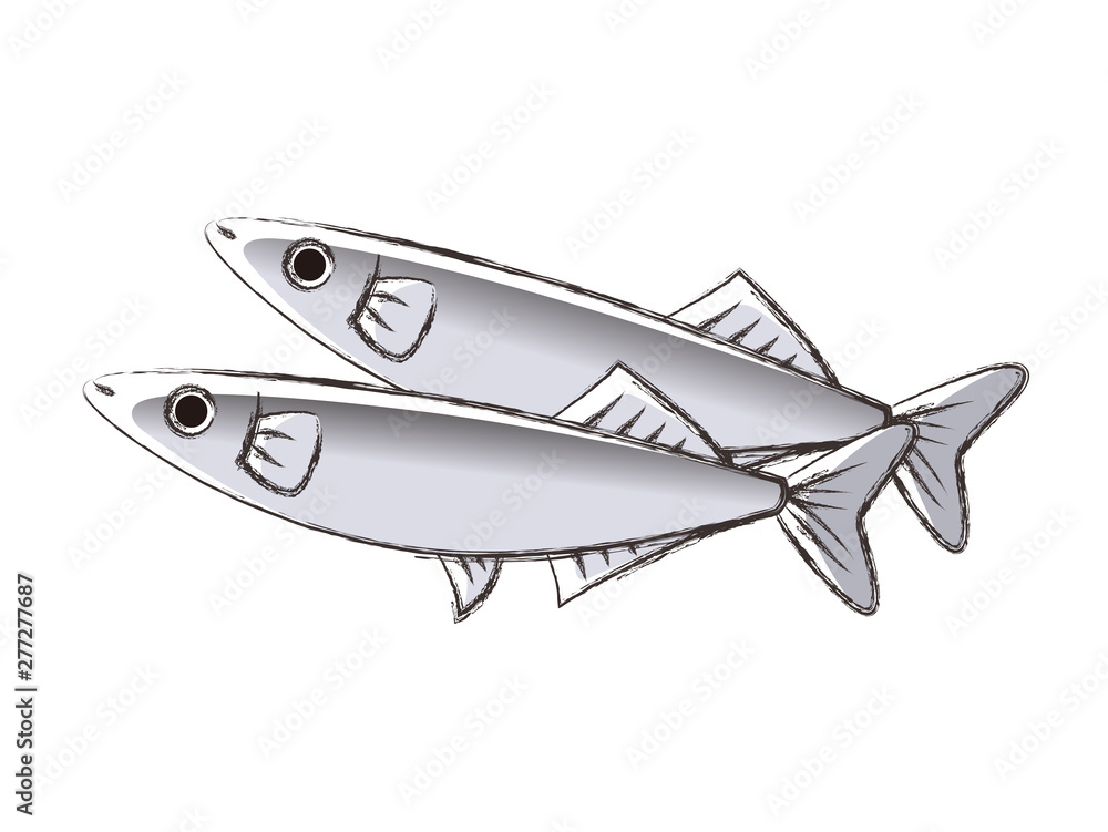 秋刀魚 秋刀魚
