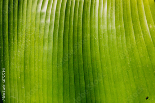 Banana leaf texture pattern surface background. Abstract summer background with tropical leaves.