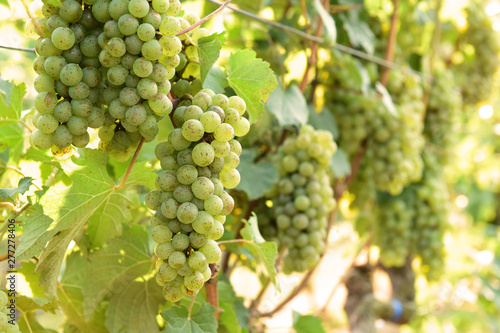 Wallpaper Mural Vine and bunch of white grapes in garden Torontodigital.ca