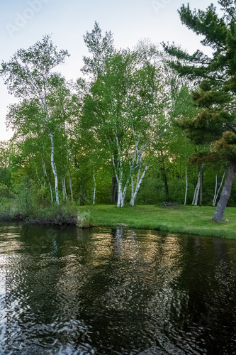 Birch trees reflect onto the water's surface at sunset in the boreal Northwoods forest of Hayward, Wi
