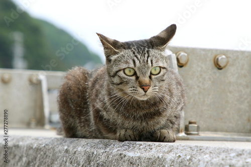 Fototapeta Naklejka Na Ścianę i Meble -  港に暮らす猫