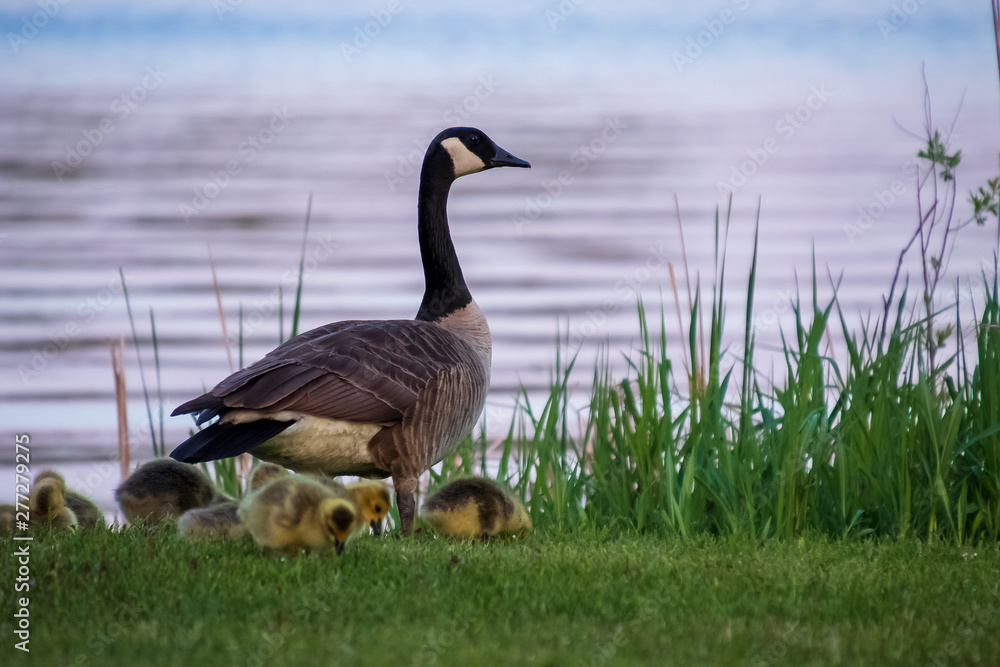 Adult parent goose with a gaggle of feeding goslings in the Northwoods forest of Hayward, Wi along the Chippewa Flowage Adult parent goose with a gaggle of feeding goslings in the Northwoods forest of Hayward, Wi along the Chippewa Flowage