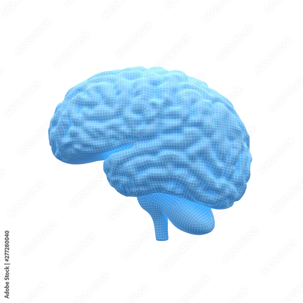 Human Brain, on White Background Human Brain, on White Background