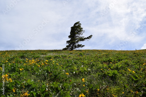 Lone wind blown tree on a meadow hill photo