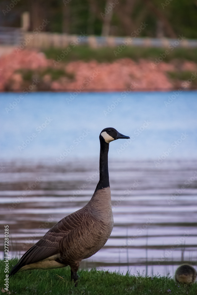 Adult and baby goose explore the shoreline of the Chippewa Flowage at sunset Adult and baby goose explore the shoreline of the Chippewa Flowage at sunset