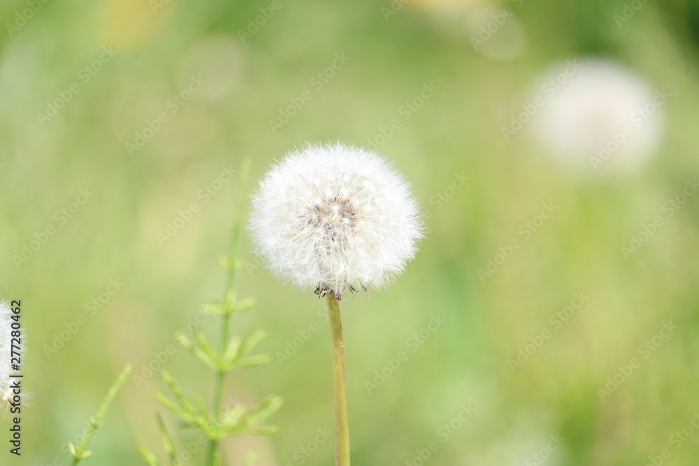 dandelion