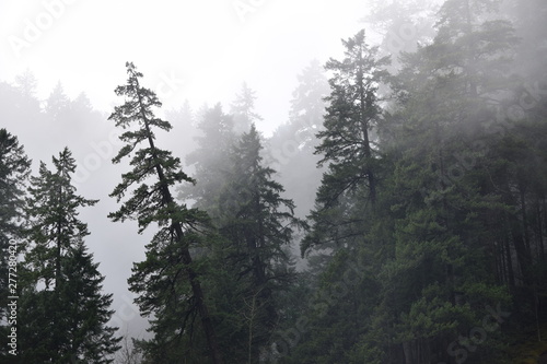 Foggy Pacific Northwest forest trees of Oregon