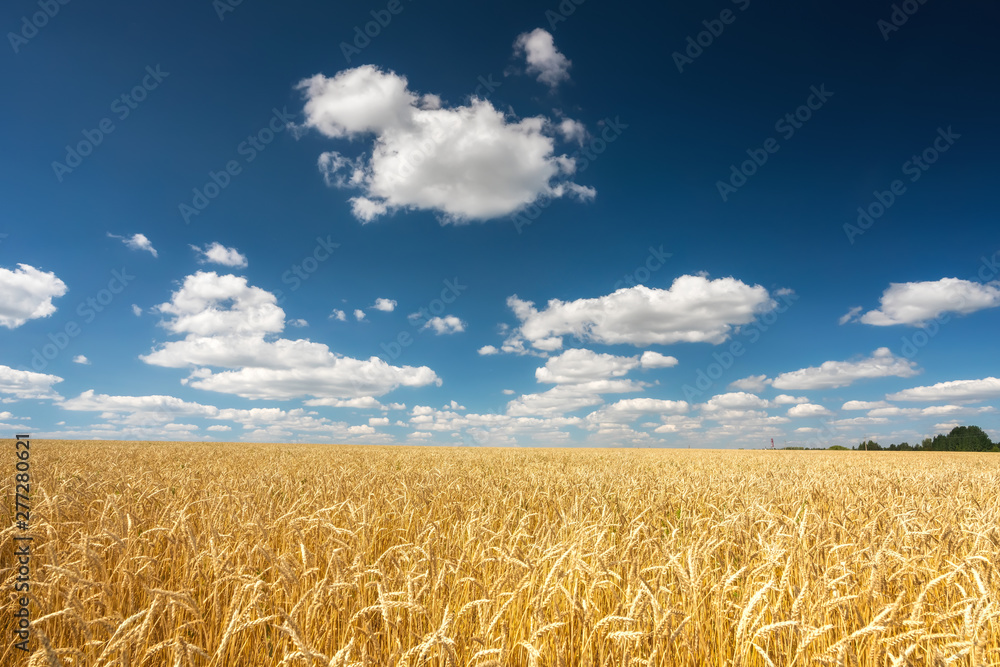 Naklejka premium Rural landscape with golden wheat field over blue sky at sunny day.